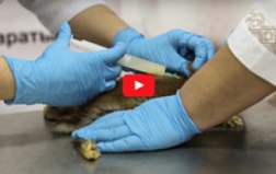 Видеоролик о правилах вакцинации кроликов