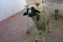 Листериоз у овец: симптомы, лечение, профилактика