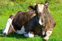 Воспаление яйцеводов у коров: особенности и лечение