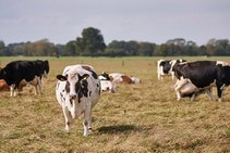 Метрит у коров: виды, характеристики и лечение