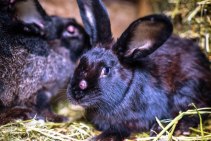 Профилактические меры против болезней кроликов