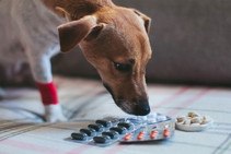 Дегельминтизация собак: правила, сроки, виды лекарственных препаратов