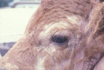 Саркоптоз у сельскохозяйственных животных: эффективное лечение с Бивермектином