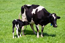Задержка последа у коров: причины и лечение