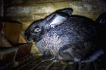Миксоматоз у кроликов – симптомы и профилактика