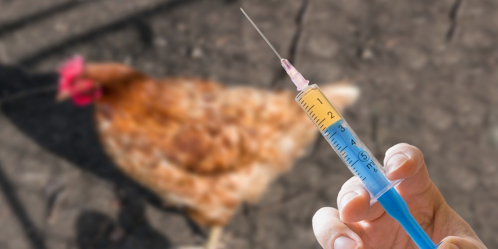 Противовирусная вакцина для птиц