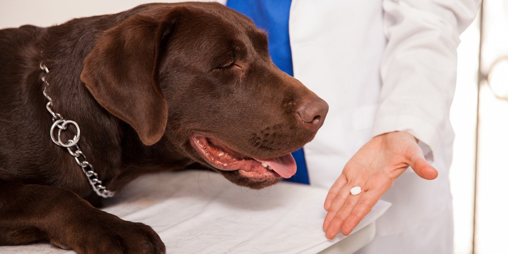 Лечение собак от гельминтов