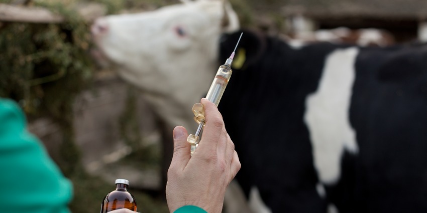 Лечение кисты у коровы