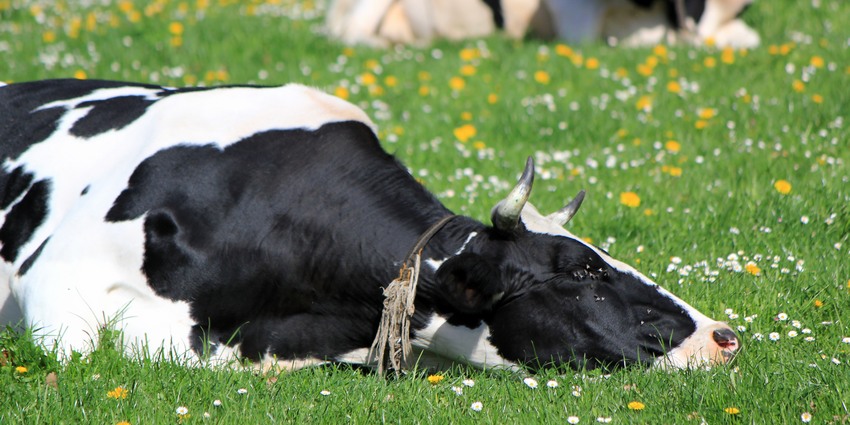 Заболевшая корова на поле