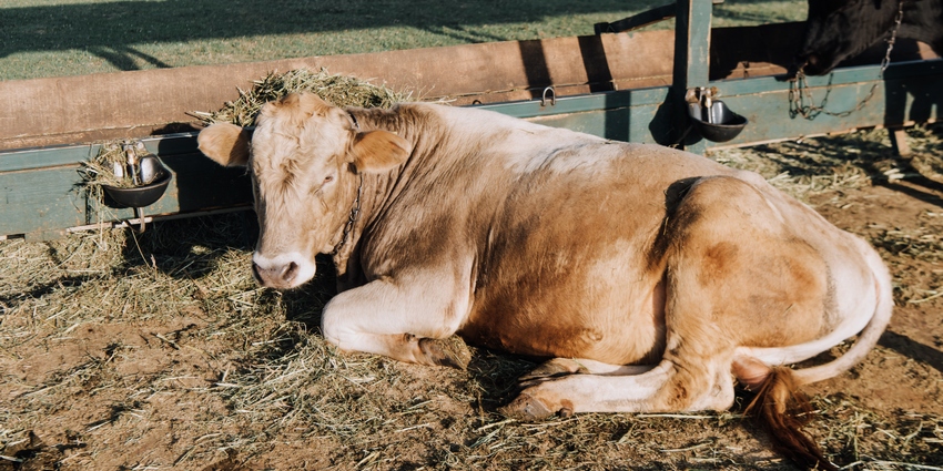 Здоровая корова лежит в загоне