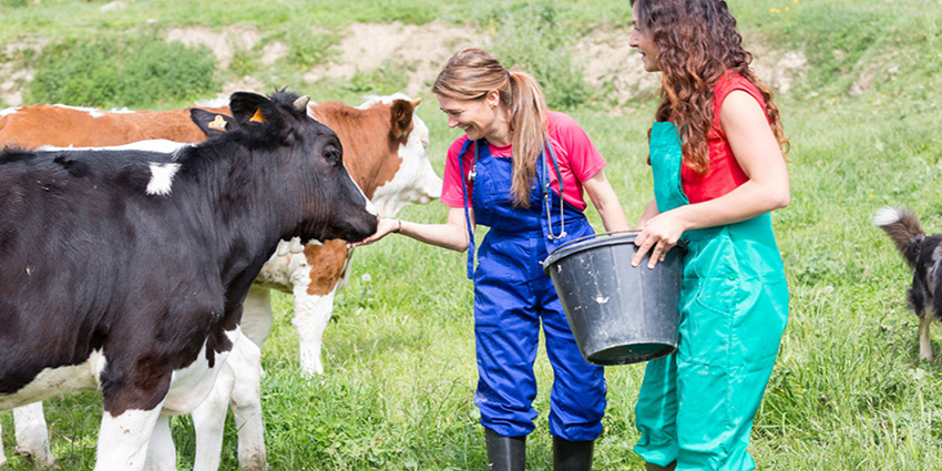 Сезонная профилактика мастита у коров