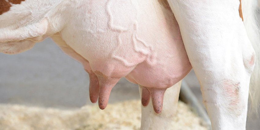 Лечение коров от мастита