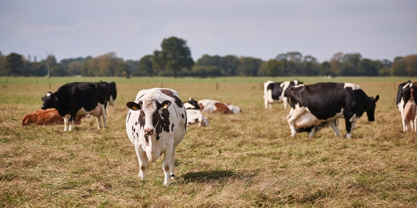 Здоровые коровы на пастбище