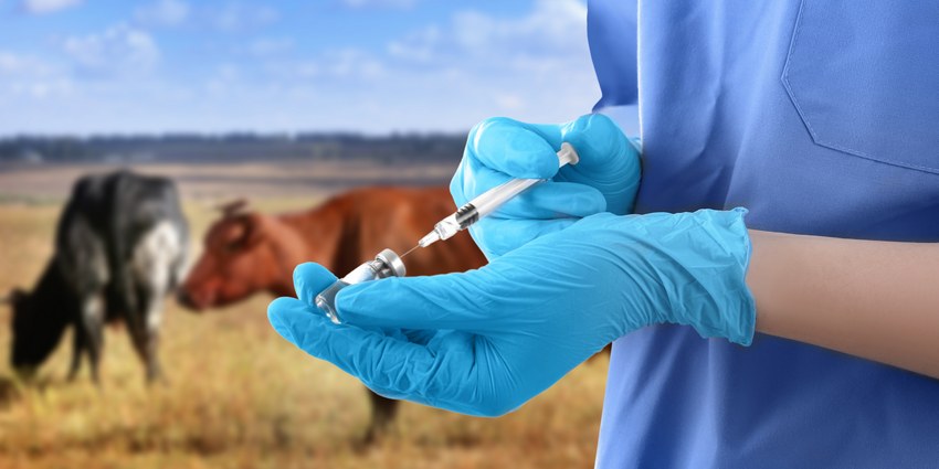 Лечение и профилактика метрита у коров