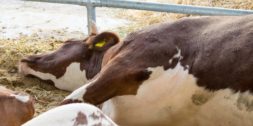 Больная корова в сарае