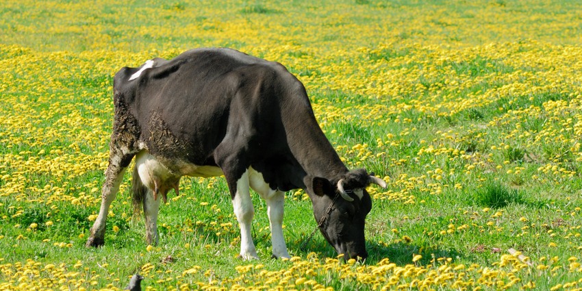Корова на выпасе возле фермы