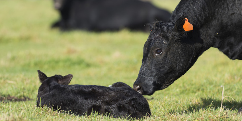 Корова и новорожденный теленок в стойле