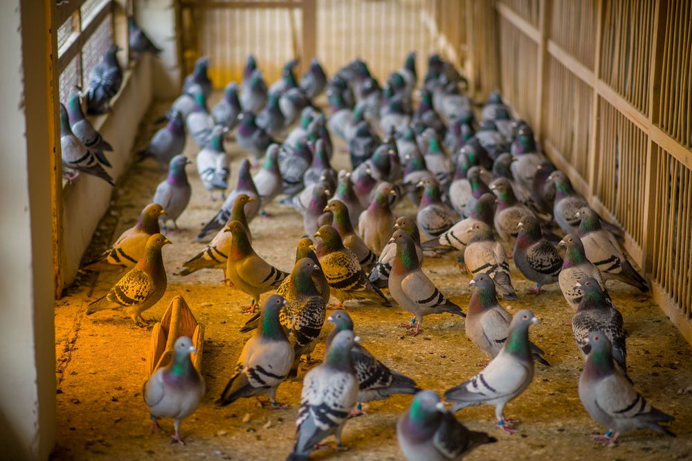 Домашние голуби в голубятнике