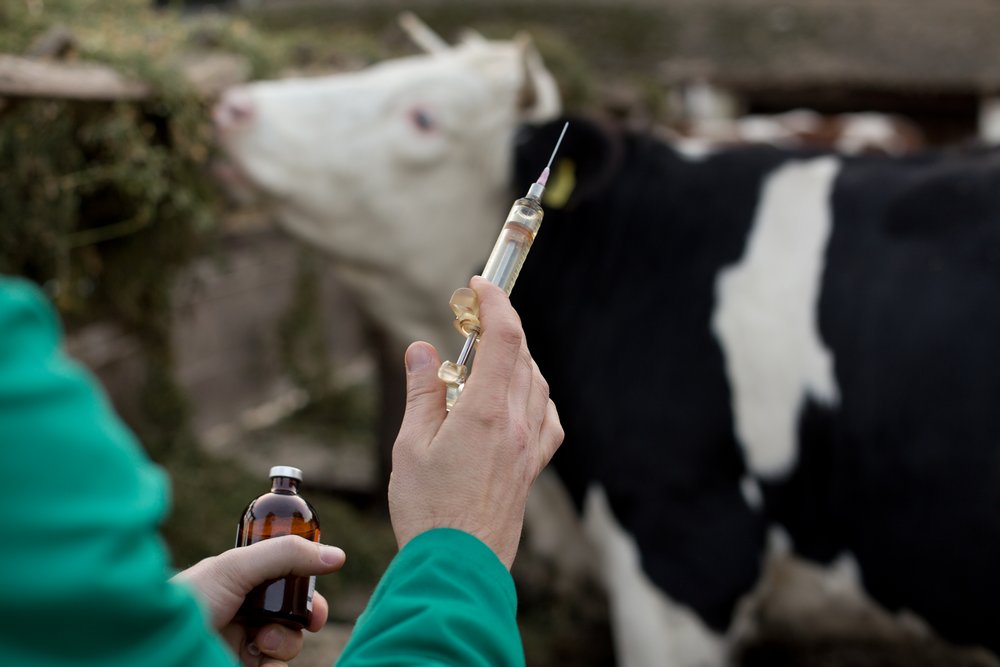 Вакцинация коров в животноводческом хозяйстве