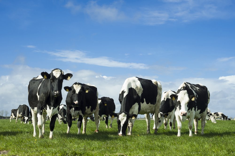 Здоровые коровы на выпасе