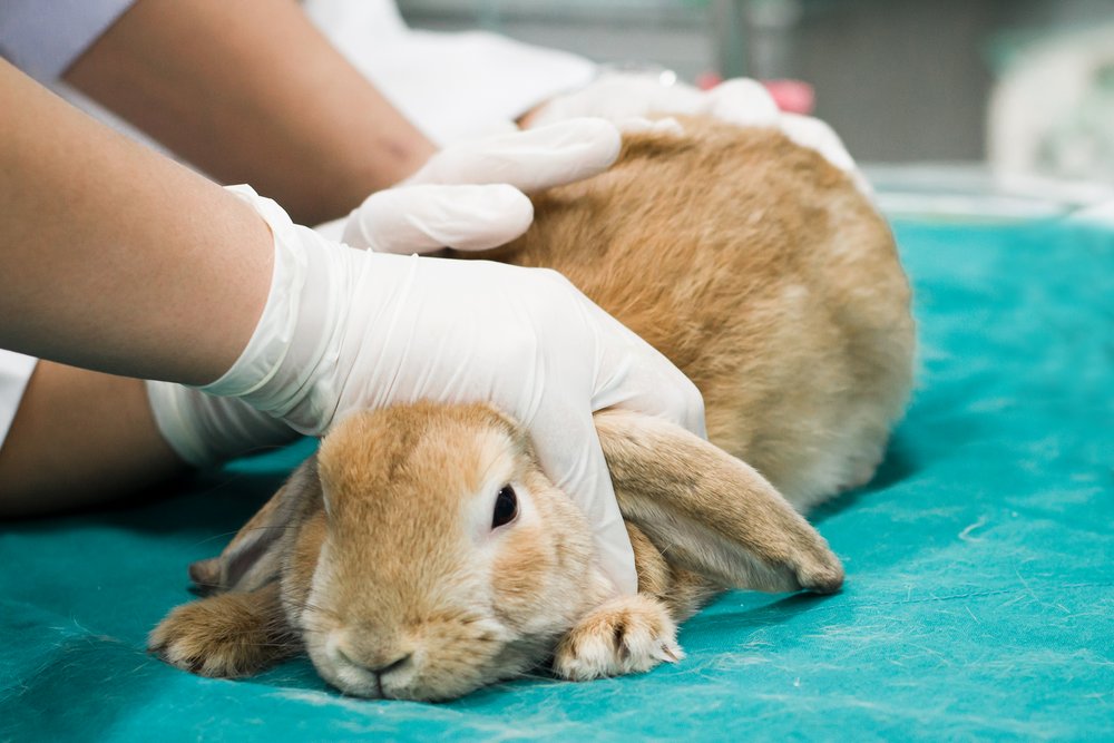 Осмотр кролика ветеринарным врачом