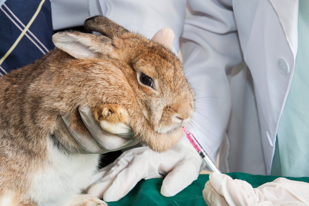 Поение больного кролика лекарством