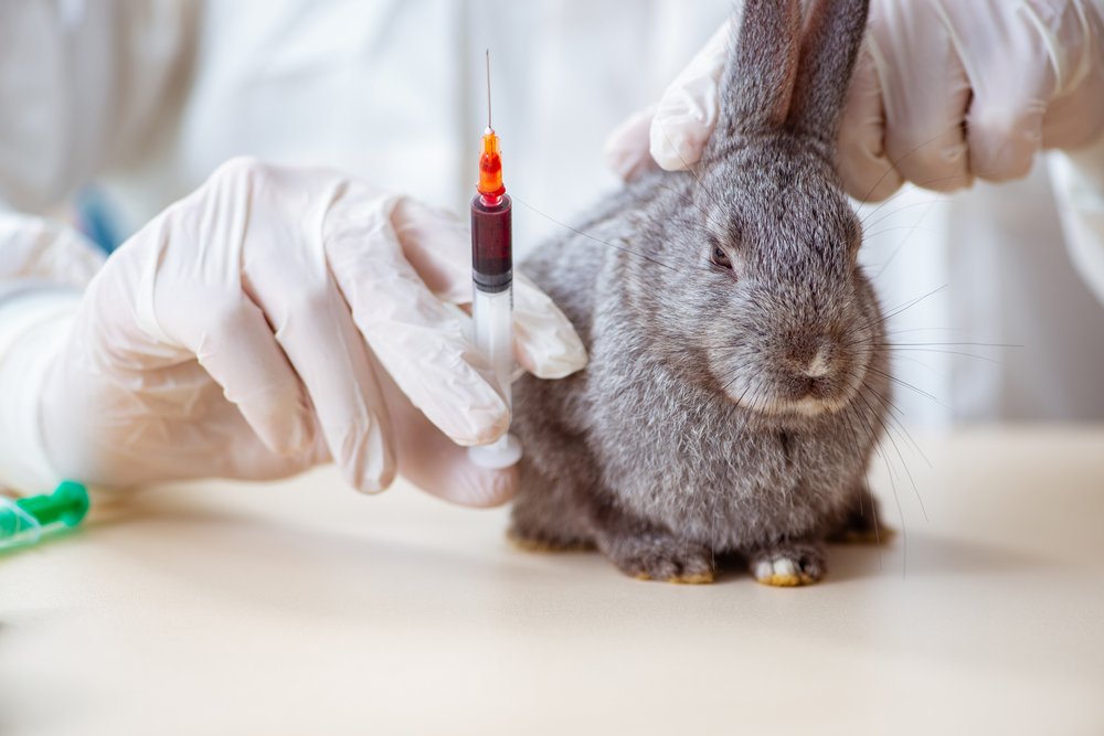 Вакцинация маленького кролика