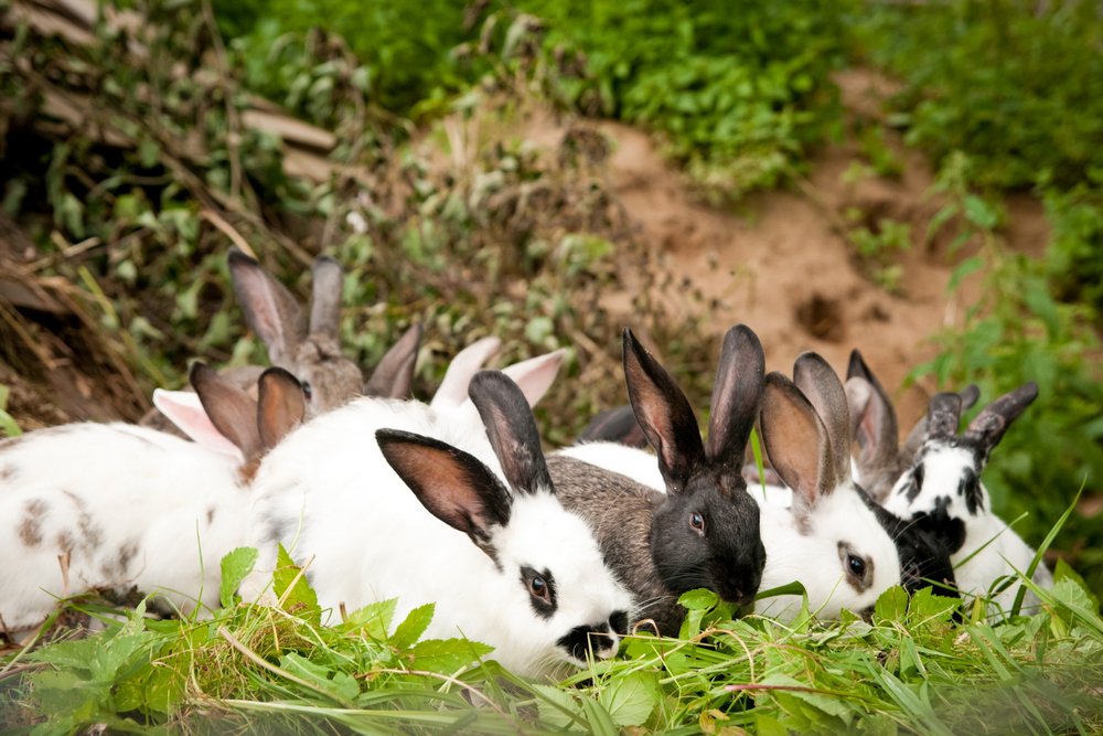 Здоровые кролики на животноводческой ферме