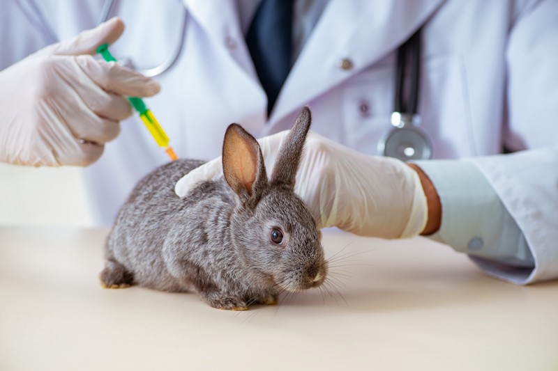 Проведении вакцинации кролика от разных болезней