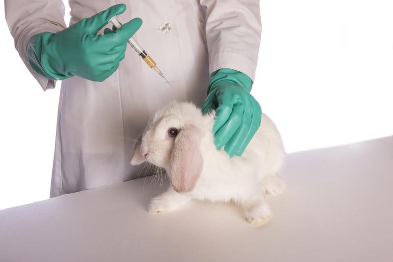 Вакцины против болезней кроликов