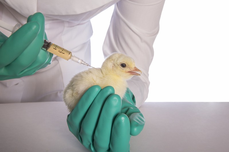 Введение вакцины цыпленку