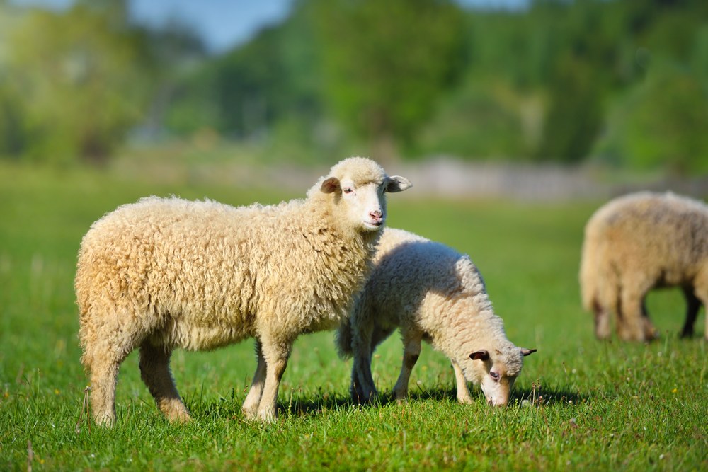 Противопаразитарные препараты для овец
