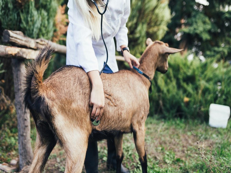 Проведение профилактического осмотра козы