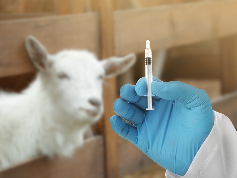 Внутримышечный препарат для коз