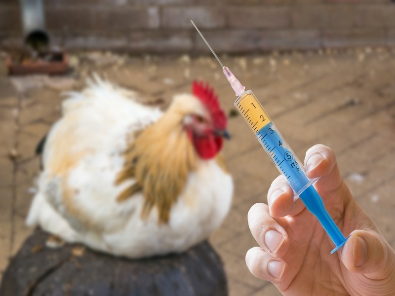 Противовирусная вакцина для кур