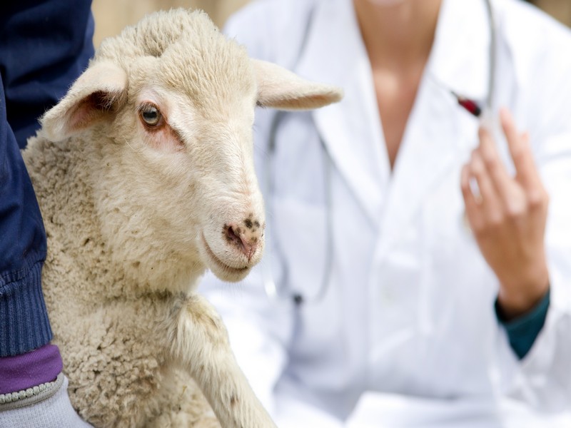 Подготовка к вакцинации овцы