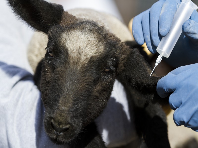 Введение подкожного препарата для овцы