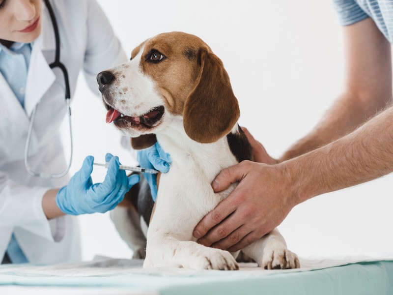 акция на вакцинацию собак
