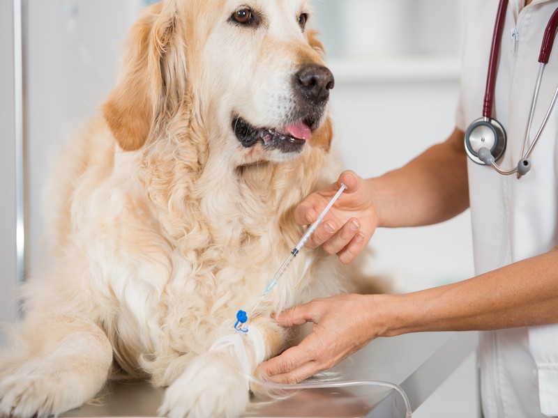 Введение вакцины для собак
