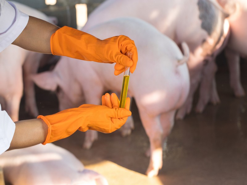 Подготовка к вакцинации свиней